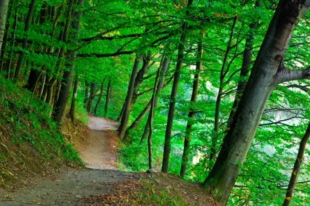 6831907_s Path thru Forest